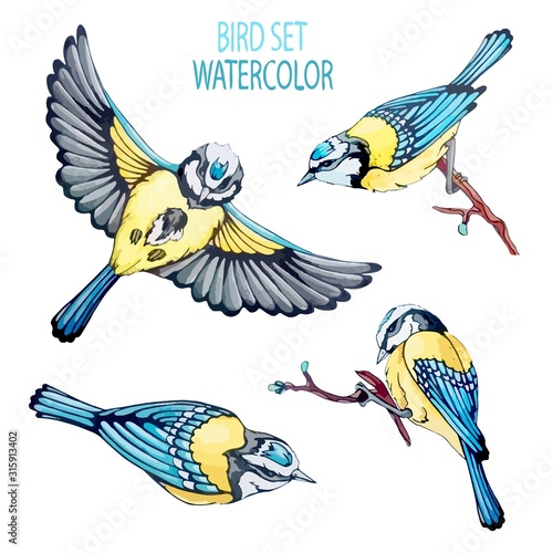 Set bird elements for spring holliday, festival. Vector stock illustration in vintage, watercolor hand draw style. Collection blue tit fly, perched on branch, birdwatching on white isolated background
