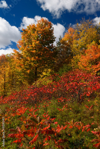 Fall orange colors of leaves on Maple trees with red Sumac with sun and white clouds © Reimar