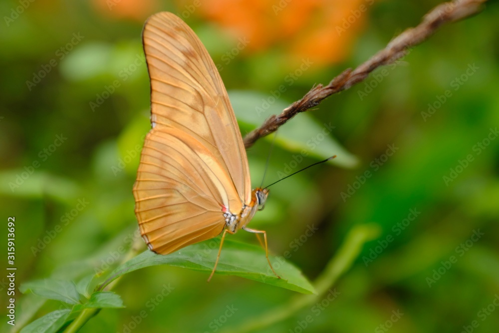 Obraz premium Butterflies in the subtropical region of MASHPI rainforest in Ecuador