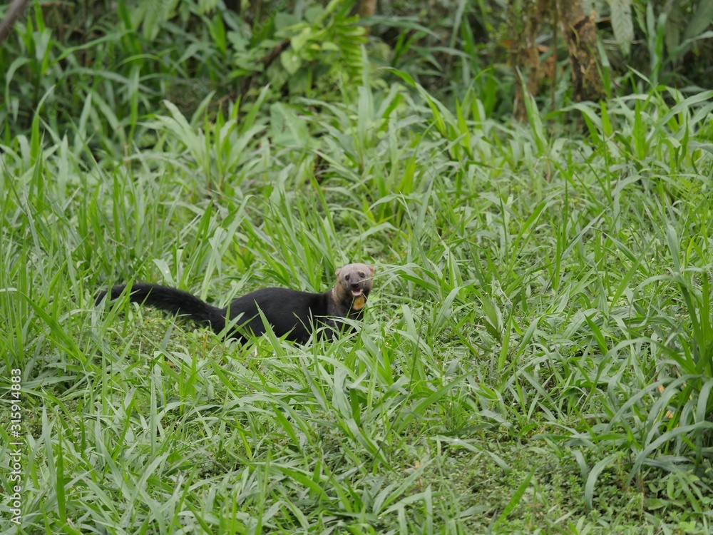 Cabeza de Matte in the subtropical jugnle of Ecuador Cabeza de Matte in the subtropical jugnle of Ecuador