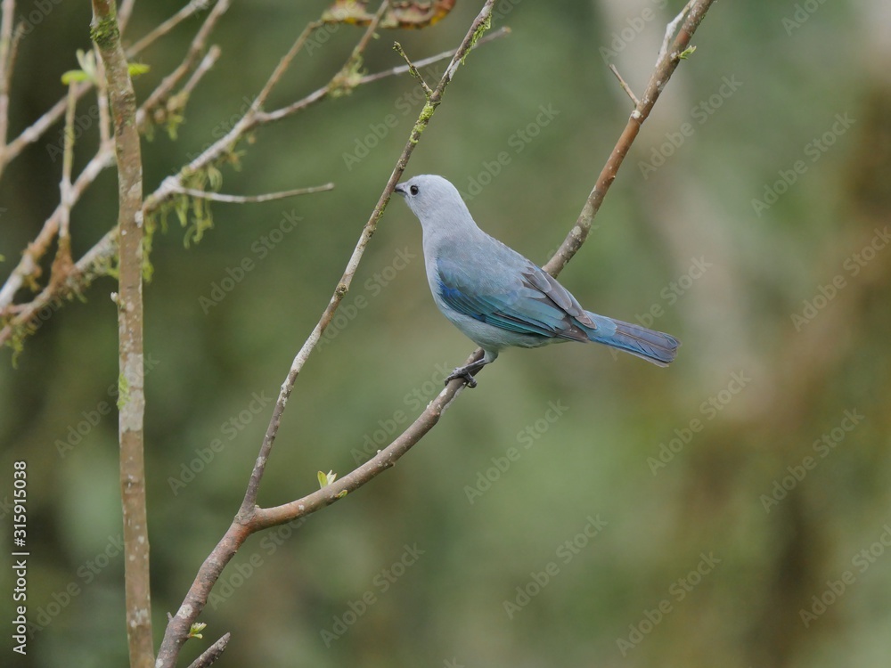 Fototapeta premium Cabeza de Matte in the subtropical jugnle of Ecuador