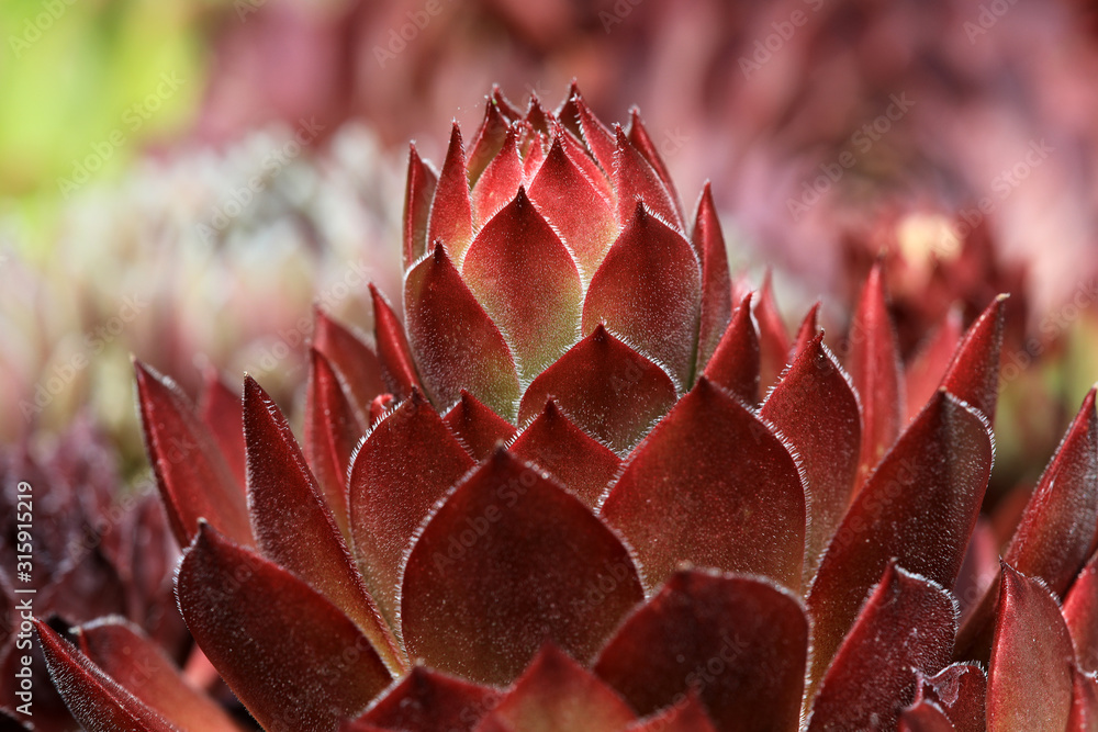 Blühende Sempervivum - Hauswurz Blüten im Steingarten