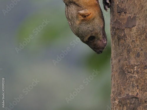 Cabeza de Matte in the subtropical jugnle of Ecuador