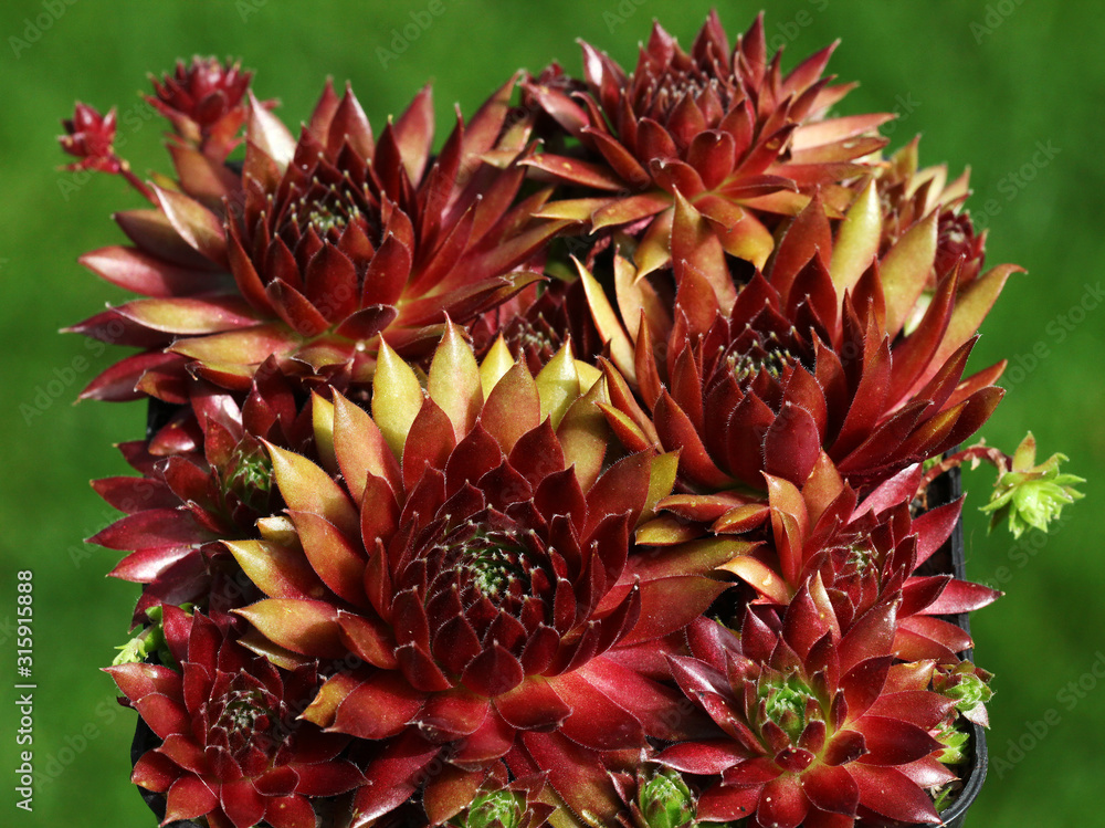 Fototapeta premium Bunte Sempervivum - Hauswurz Pflanze steht im Steingarten Detail