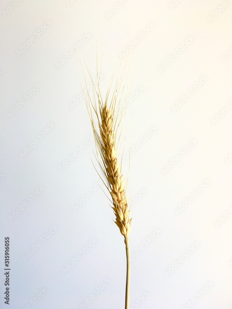 Single yellow paddy rice on natural light background. Single yellow paddy rice on natural light background.