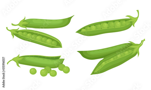 Green Peas in Pods Isolated on White Background Vector Set