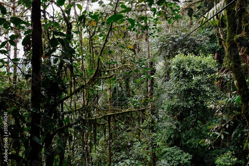 Flora and Fauna in the Ecuadorian subtropical rainforest