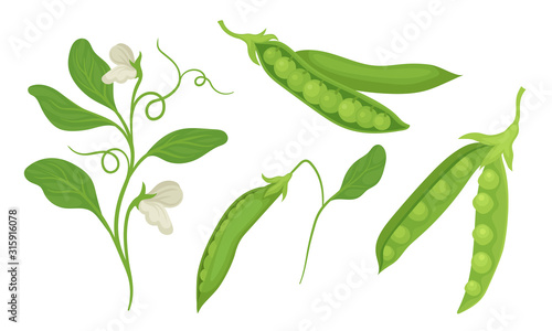 Green Peas in Pods Isolated on White Background Vector Set