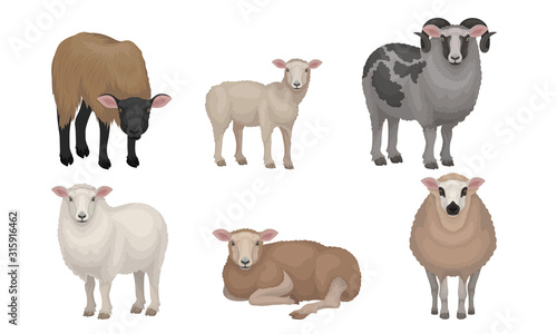 Farm Cattle with Hornes and Wooly Coat Vector Set