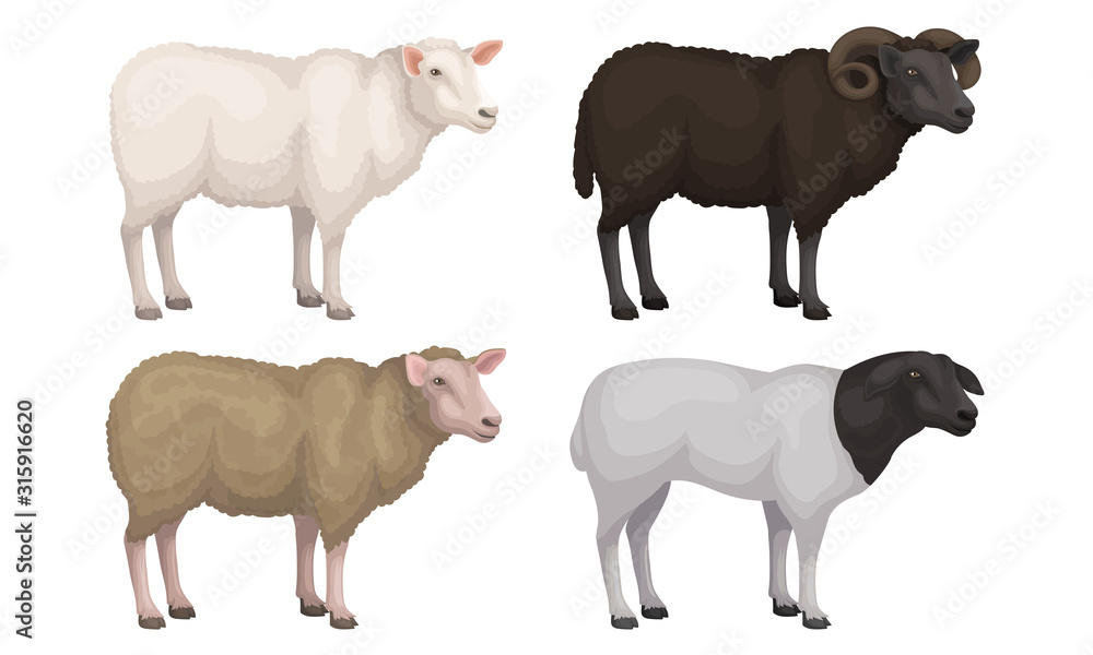 Farm Cattle with Hornes and Wooly Coat Vector Set Farm Cattle with Hornes and Wooly Coat Vector Set