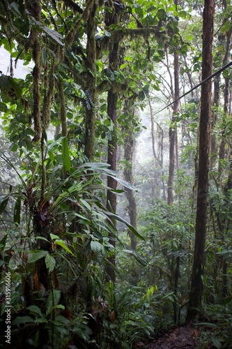Flora and Fauna in the Ecuadorian subtropical rainforest