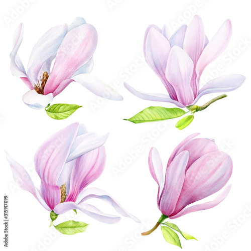 set of magnolia flowers on an isolated  background  watercolor illustration  hand drawing  botanical painting  flora design