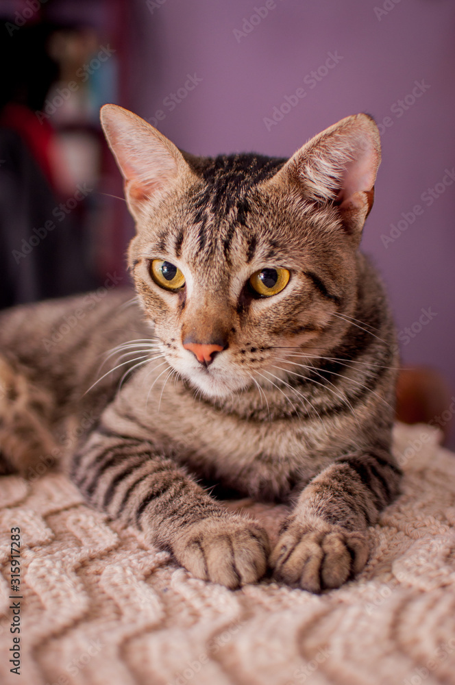 Shorthair mongrel cat lying in bed