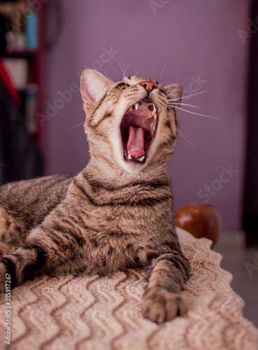 Shorthaired mongrel cat yawning