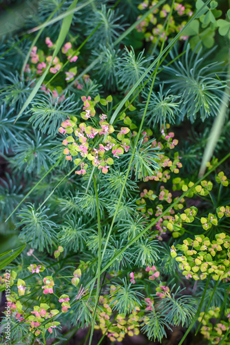 Green background of flowering purslane grass