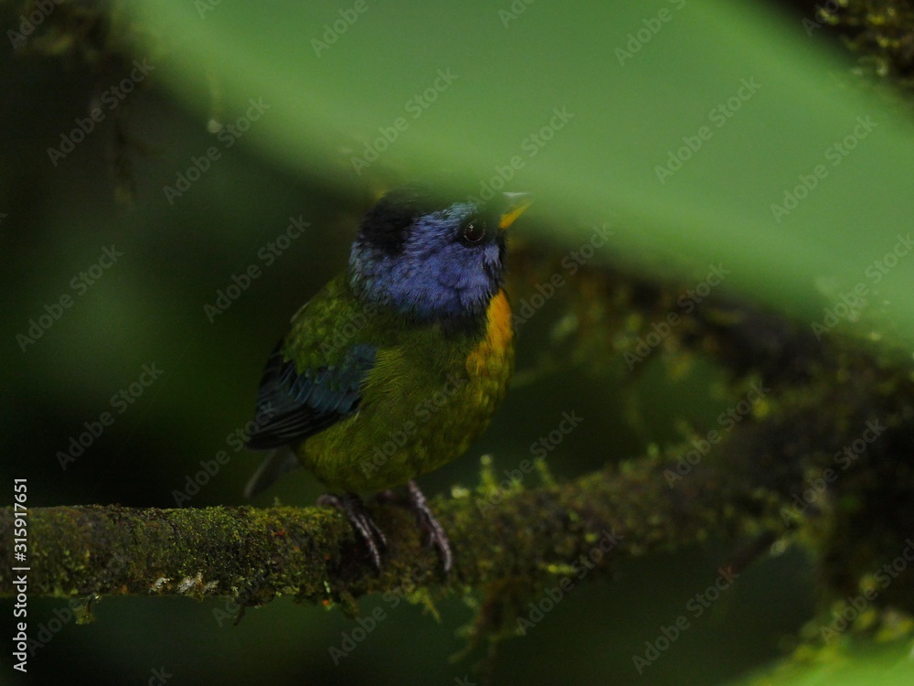 Obraz premium Subtropical rain forest in Ecuador