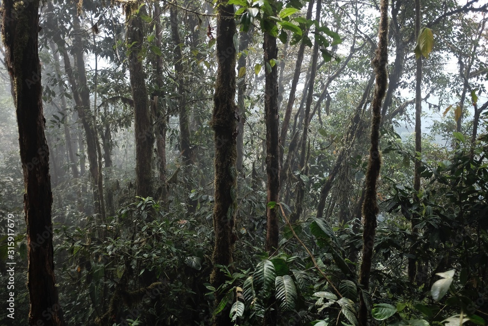 Subtropical rain forest in Ecuador