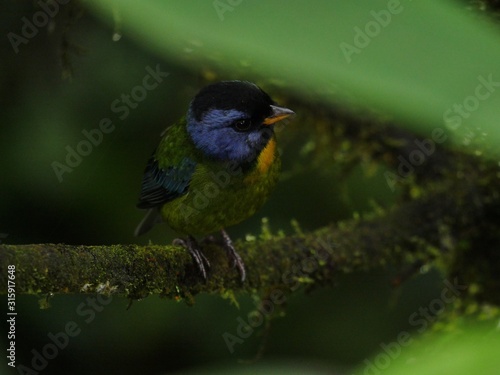 Subtropical rain forest in Ecuador photo