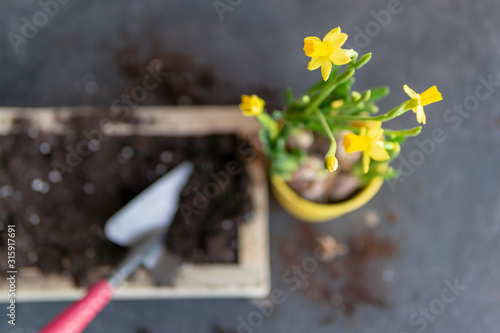 Process of repotting fresh narcissus plant with tubers in wooden box with a dirt at home. Planting, gardening concept. Blooming spring seasonal flower. Top view, flat lay, copy space. Natural light.