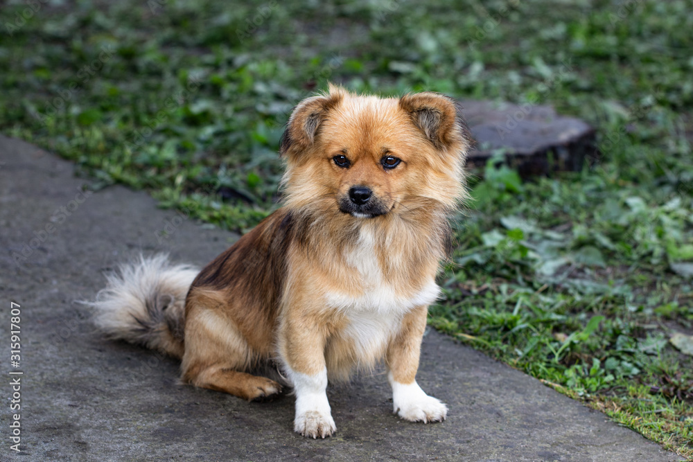 shaggy dog with sad eyes smtrit at the camera shaggy dog with sad eyes smtrit at the camera