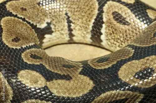 Close up skin boa constrictor snake