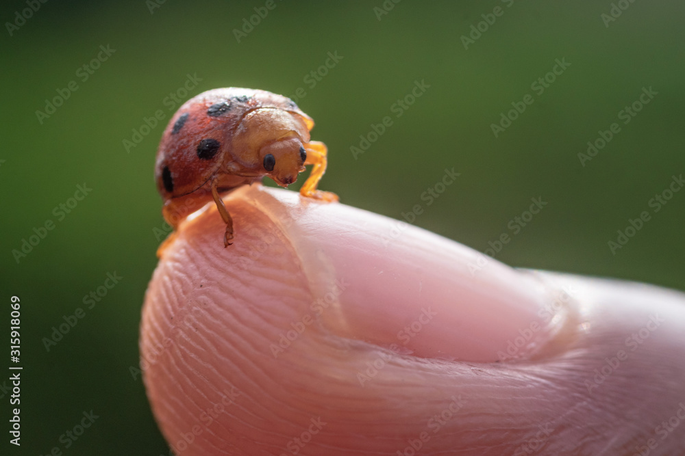 Ladybug Ladybug