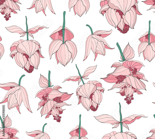 Seamless pattern  Medinilla magnifica flowers on white background  pink  red and white tones