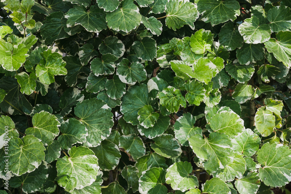 green leaf background use us decor natural backdrop design green leaf background use us decor natural backdrop design