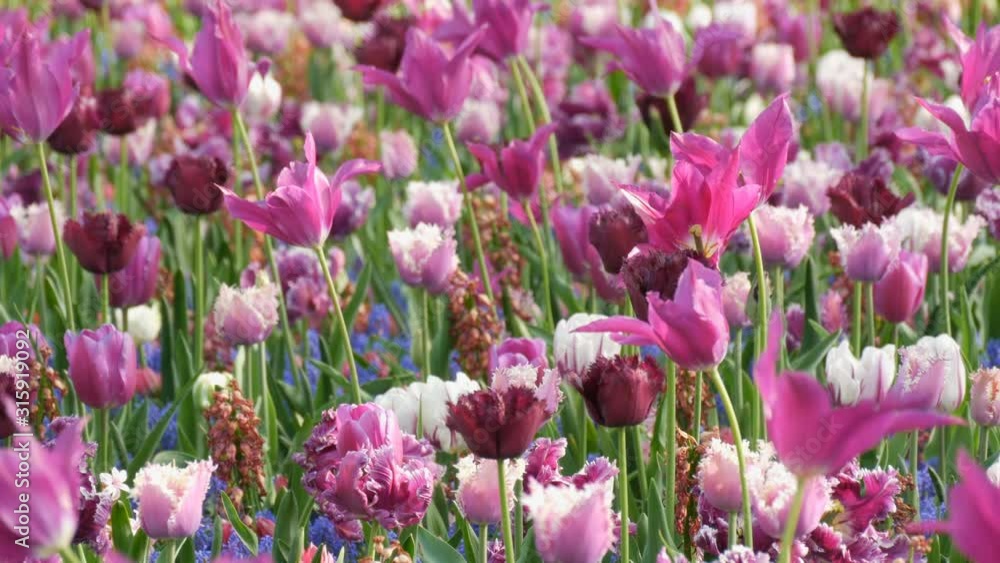 Beautiful bright purple tulips in spring in a flower park Beautiful bright purple tulips in spring in a flower park