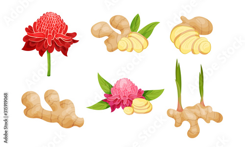 Ginger Roots and Flowers Isolated on White Background Vector Set