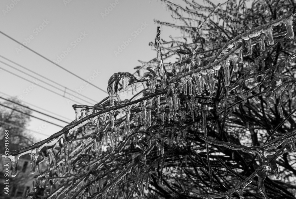 Fototapeta premium Branch tree with frozen icicles. Abstract nature background of winter season.