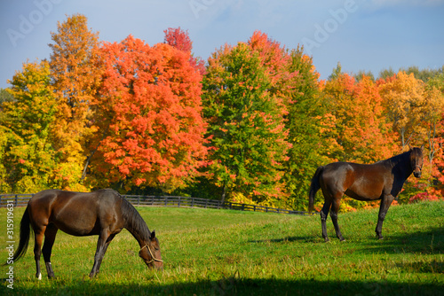 Konstfotografi Two brown horses in a paddock with red Fall maple trees in Caledon Ontario