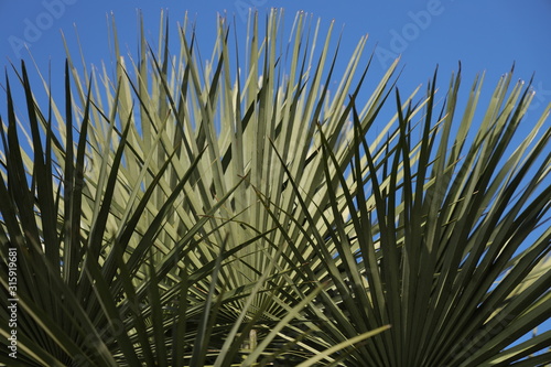 cactus in front of blue sky