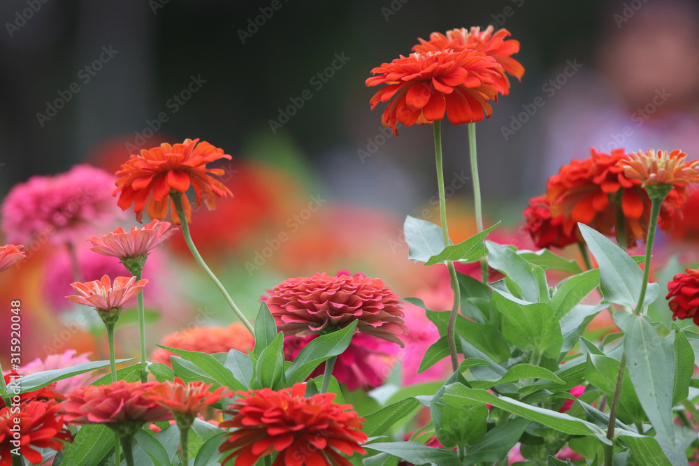 Fresh zinnia elegant flowers colorful with daylight in the field background Fresh zinnia elegant flowers colorful with daylight in the field background