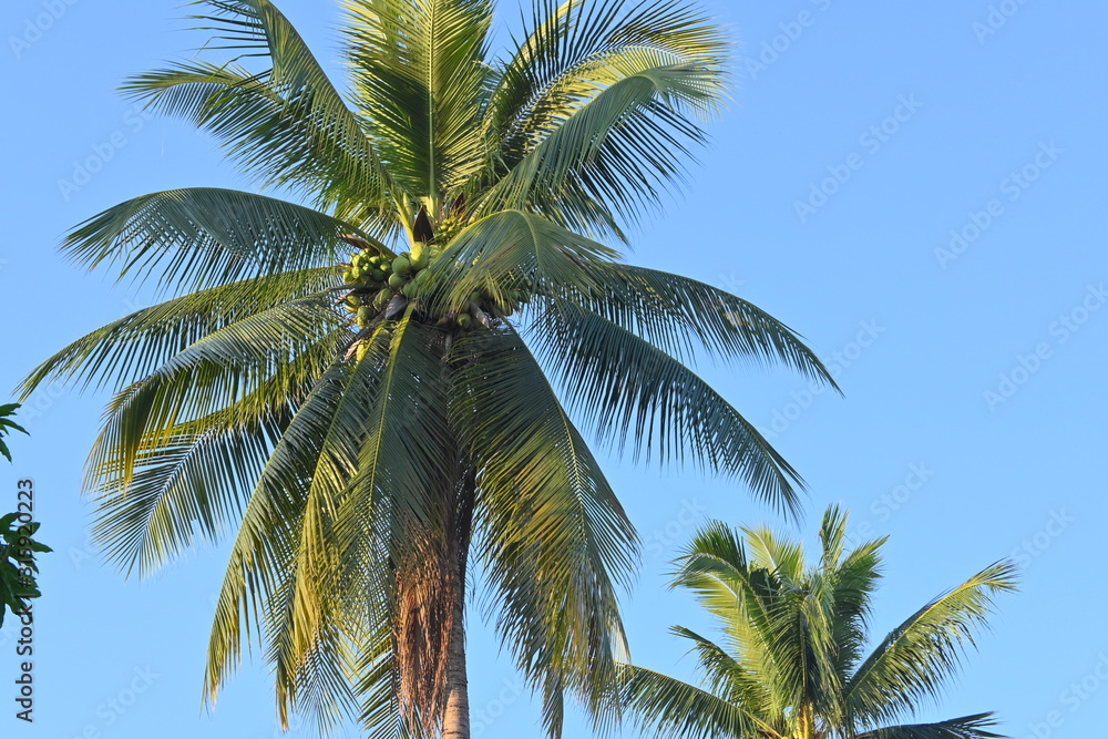 coconut tree tropical plant in clear blue sky coconut tree tropical plant in clear blue sky