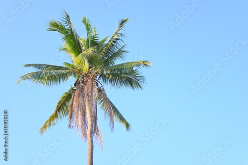 coconut tree tropical plant in clear blue sky