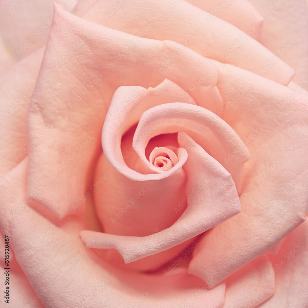pink rose gold color tone with spiral petal, beautiful orange flower in nature pink rose gold color tone with spiral petal, beautiful orange flower in nature