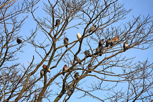 flock of pigeons on an autumn leafless tree