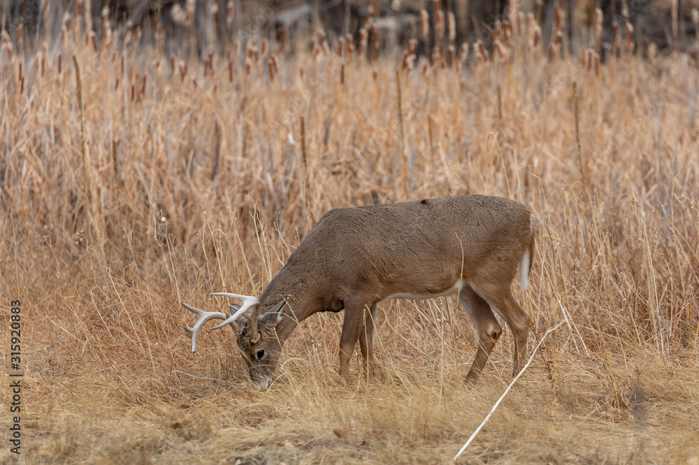 Whitetail Deer Buck in Colorado in Fall Whitetail Deer Buck in Colorado in Fall