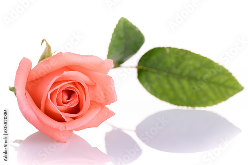 beauty orange rose flower isolated on white background