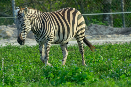 zebra in park