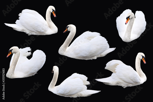 Fototapeta Naklejka Na Ścianę i Meble -  White swan birds isolated on black background