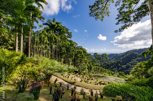 Fort de France, Martinique, FWI - Royal palm trees in Balata gardens