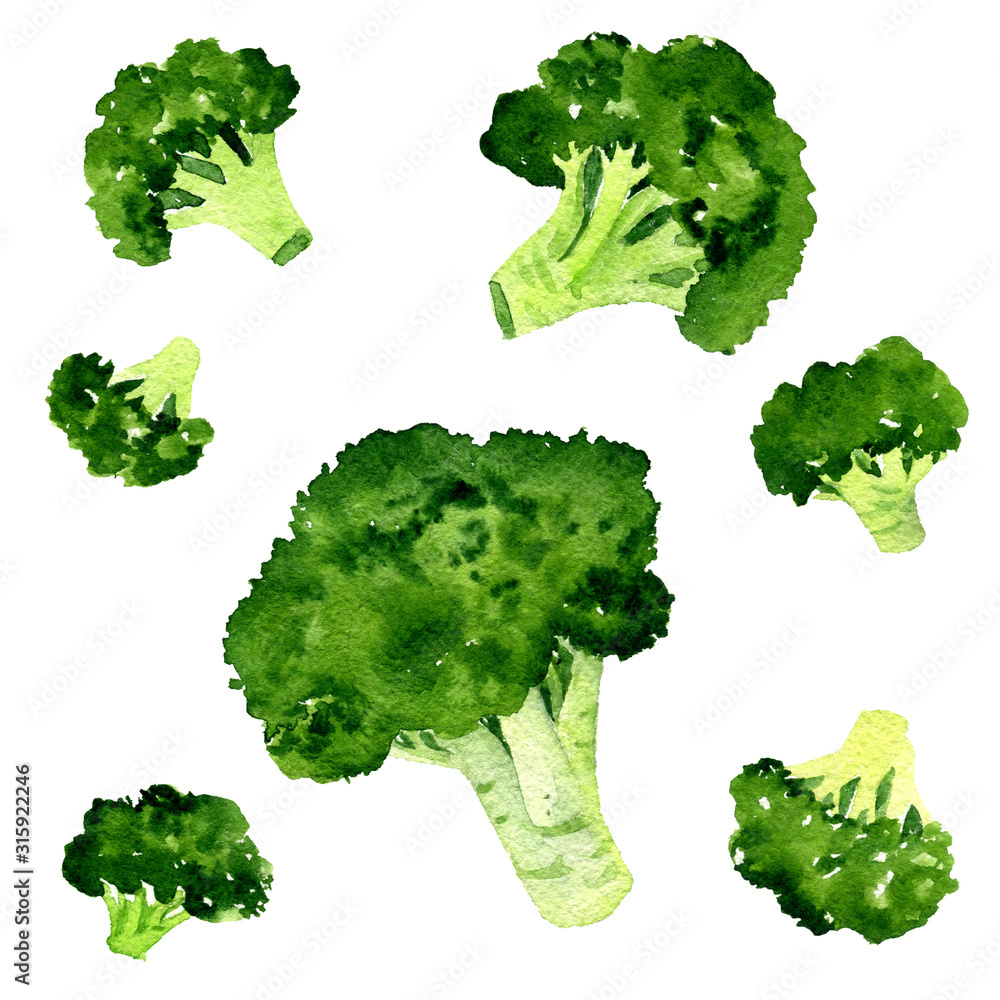 watercolor drawing broccoli watercolor drawing broccoli