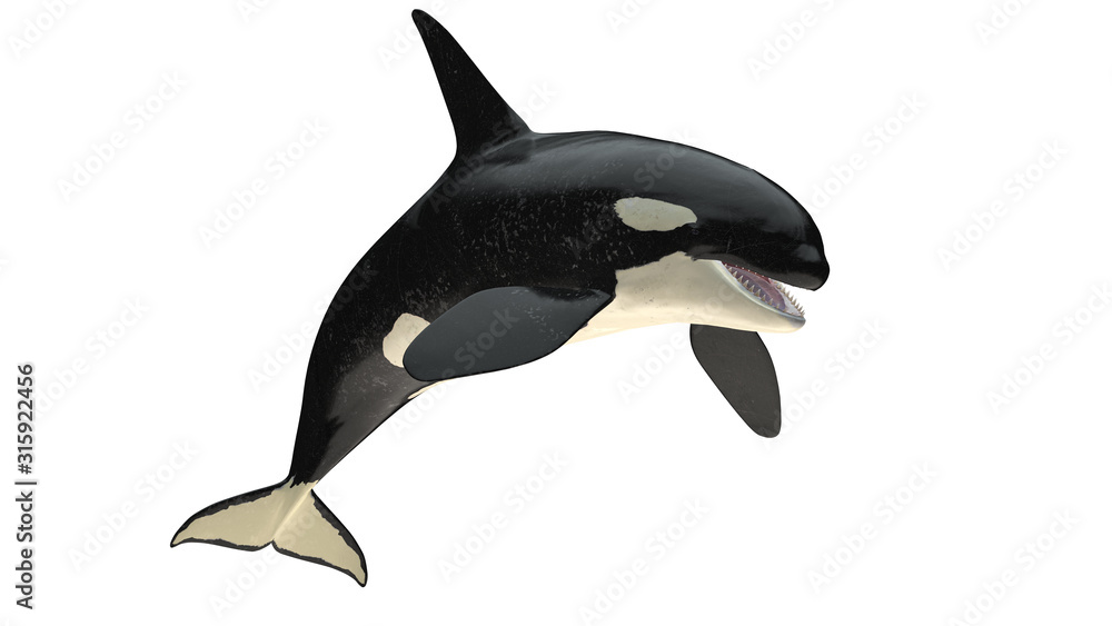 Isolated killer whale orca open mouth jumping view on white background