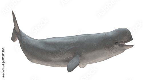 Leinwand Poster Beluga whale smiling right side tail up view isolated on white background ready