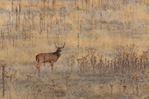 Whitetail Deer Buck in Colorado in Fall