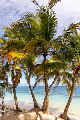 Fototapeta Naklejka Na Ścianę i Meble -  Sainte-Anne, Martinique, FWI - Coconut palm trees in Anse Michel beach