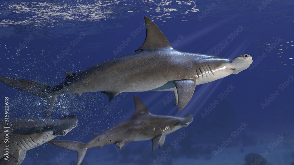 3 hammerhead sharks targeting the school of prey fish 3d rendering - obrazy, fototapety, plakaty 