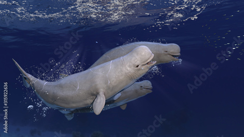 Billede på lærred Cute beluga  white wales racing while sea posing and having fun 3d rendering